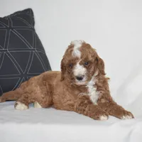 Elliot, a male Poodle - Miniature  for sale in Danville, PA – 4 of 5