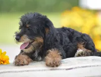 Adora, a female Yorkipoo for sale in Danville, PA – 9 of 9