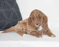 Edrik, a male Poodle - Miniature  for sale in Danville, PA – 5 of 5