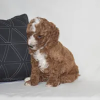 Elliot, a male Poodle - Miniature  for sale in Danville, PA – 2 of 5