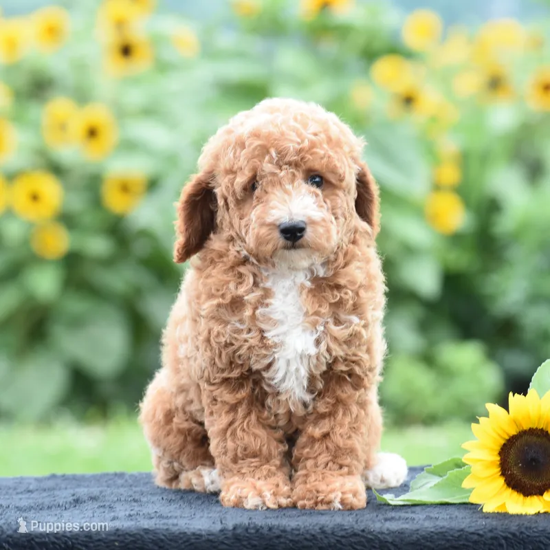 Lexis – Poodle - Miniature  puppy for sale in Danville, PA