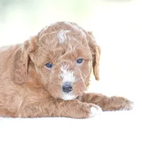 Ridge, a male Poodle - Miniature  for sale in Danville, PA – 2 of 4