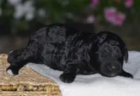 Heidi, a female Miniature Goldendoodle for sale in Danville, PA – 5 of 5