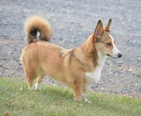 Ava, a female Pembroke Welsh Corgi for sale in Danville, PA – 7 of 9