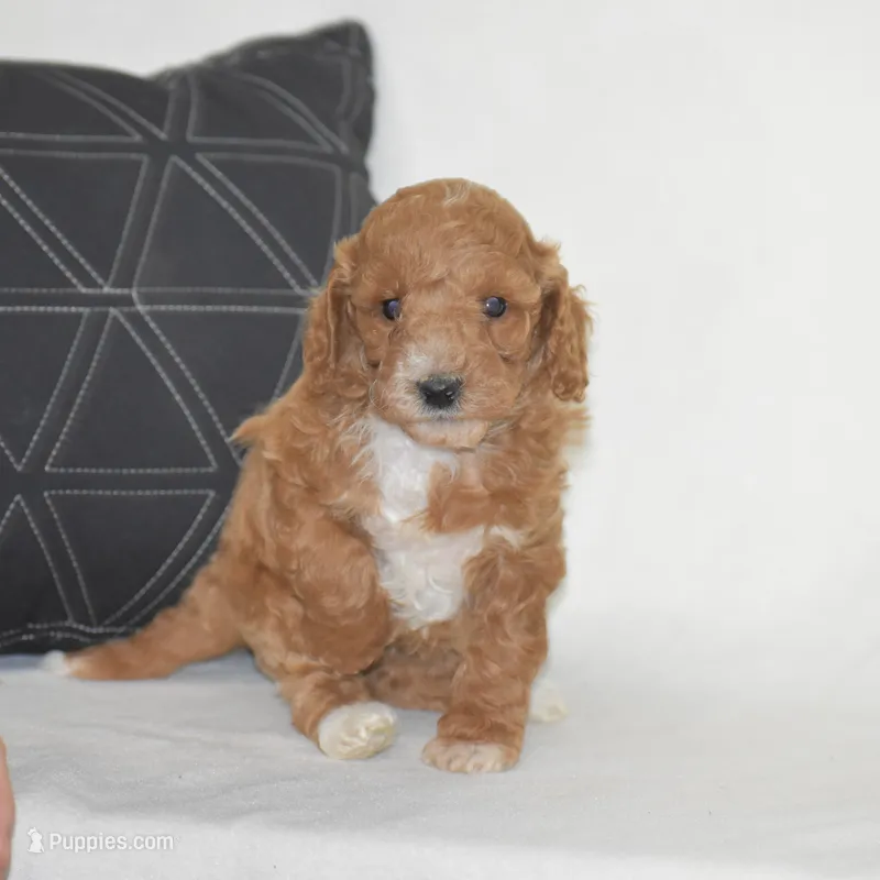 Emie – Poodle - Miniature  puppy for sale in Danville, PA