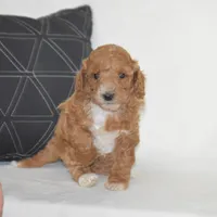 Emie, a female Poodle - Miniature  for sale in Danville, PA – 1 of 5