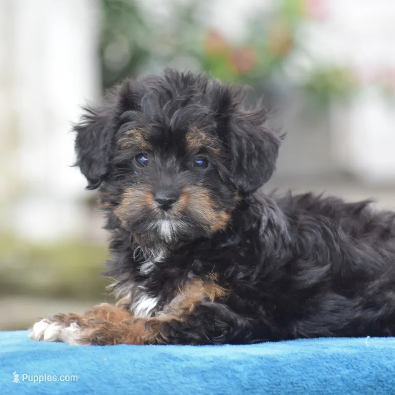 Aimee – Yorkipoo puppy for sale in Danville, PA