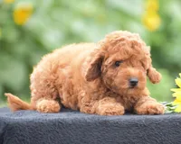 Rosette, a female Poodle - Miniature  for sale in Danville, PA – 5 of 10