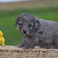 Honey, a female Miniature Goldendoodle for sale in Danville, PA – 9 of 10