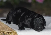 Heidi, a female Miniature Goldendoodle for sale in Danville, PA – 2 of 5