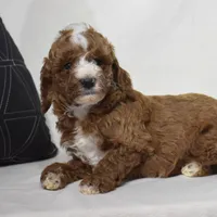 Elliot, a male Poodle - Miniature  for sale in Danville, PA – 5 of 5