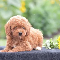 Roxy, a female Poodle - Miniature  for sale in Danville, PA – 2 of 7