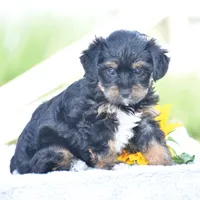 Aimee, a female Yorkipoo for sale in Danville, PA – 3 of 6