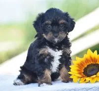 Aimee, a female Yorkipoo for sale in Danville, PA – 6 of 6
