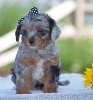 Arik, a male Yorkipoo for sale in Danville, PA – 3 of 6