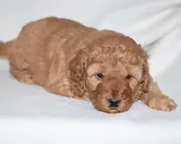 Whitney, a female Miniature Goldendoodle for sale in Danville, PA – Photo 3 of 4