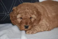 Whitney, a female Miniature Goldendoodle for sale in Danville, PA – Photo 4 of 4