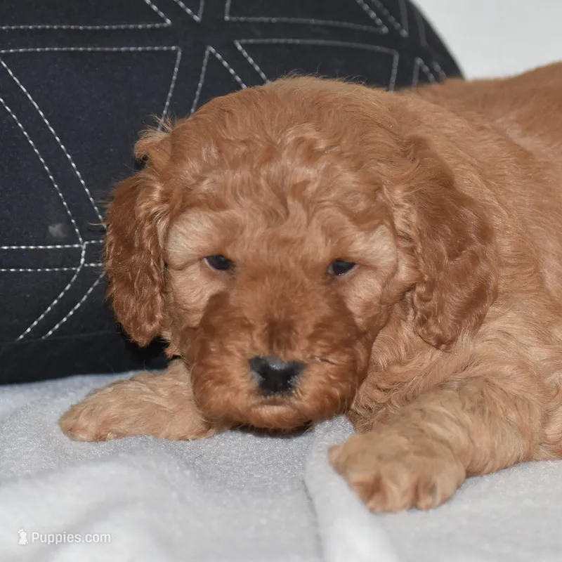 Whitney – Miniature Goldendoodle puppy for sale in Danville, PA