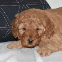 Whitney, a female Miniature Goldendoodle for sale in Danville, PA – Photo 1 of 4
