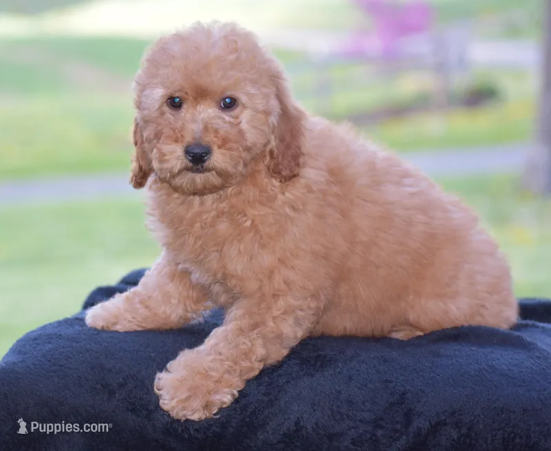 Whitney – Miniature Goldendoodle puppy on hold in Danville, PA