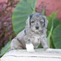 Harmony, a female Miniature Goldendoodle for sale in Danville, PA – 7 of 10