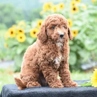 Linnie, a male Poodle - Miniature  for sale in Danville, PA – 6 of 10