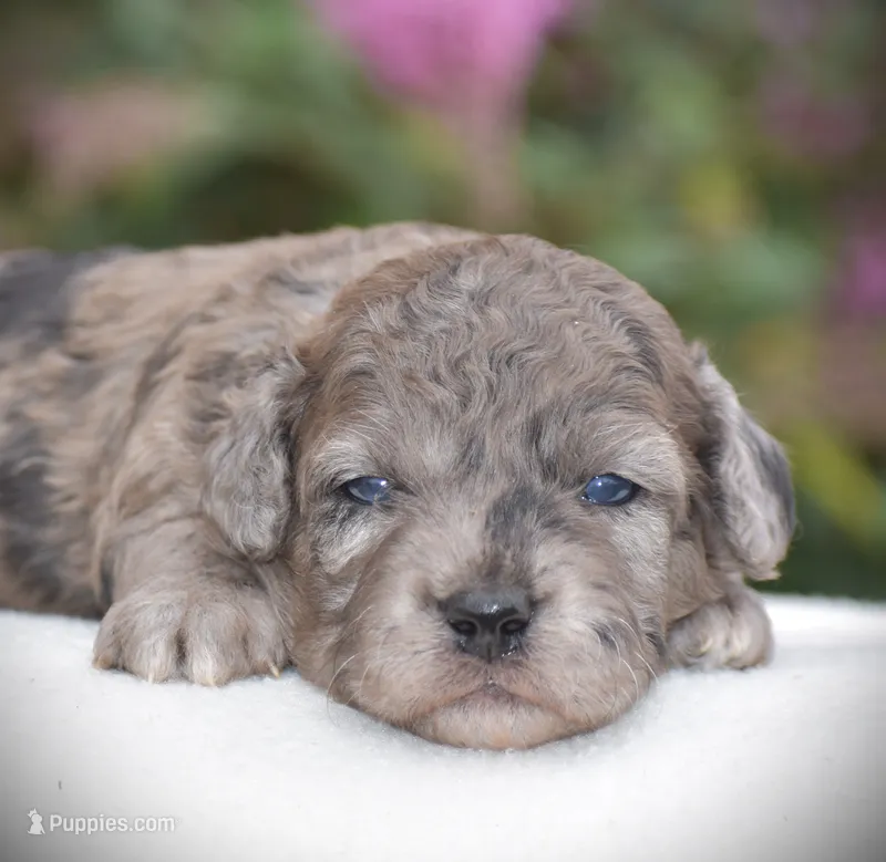 Heather – Miniature Goldendoodle puppy for sale in Danville, PA