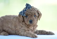 Rosette, a female Poodle - Miniature  for sale in Danville, PA – 8 of 8