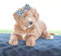 Linnie, a male Poodle - Miniature  for sale in Danville, PA – 2 of 5