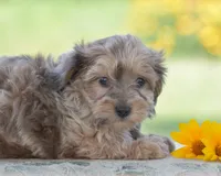 Coyote, a male Yorkipoo for sale in Danville, PA – 3 of 6