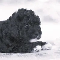 Chalmers, a male Yorkipoo for sale in Danville, PA – 4 of 5