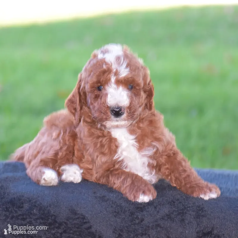 Elliot – Poodle - Miniature  puppy for sale in Danville, PA