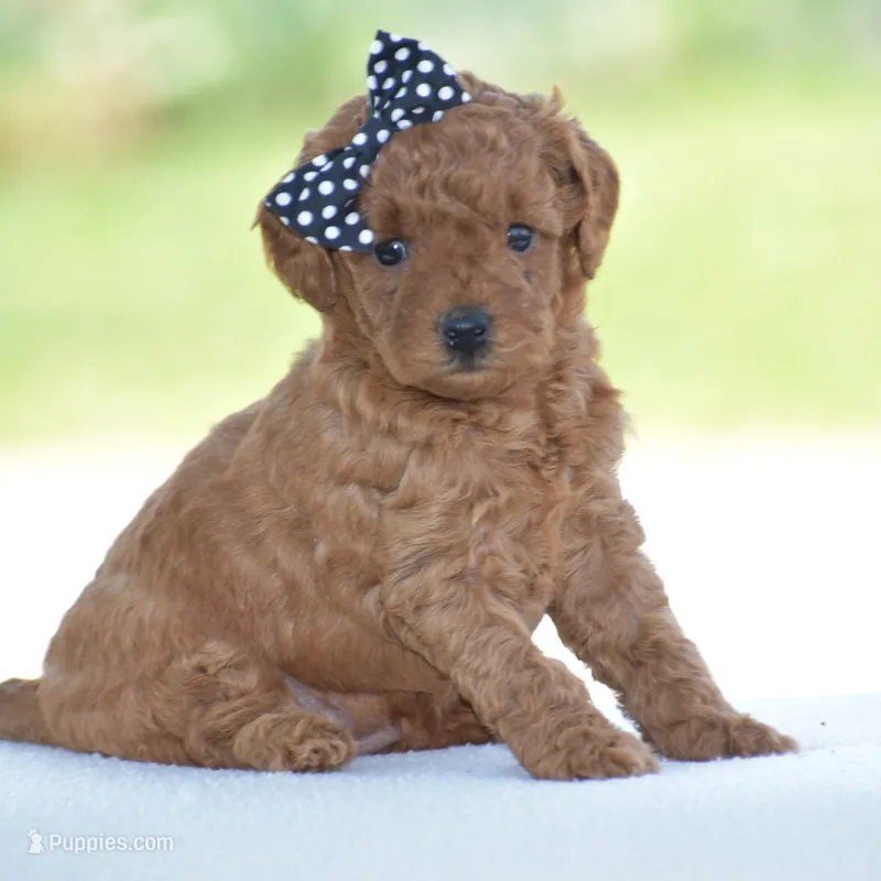Rosette – Poodle - Miniature  puppy for sale in Danville, PA
