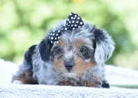 Arik, a male Yorkipoo for sale in Danville, PA – 2 of 6