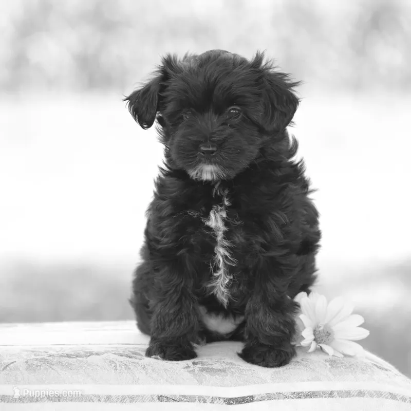 Courtney – Yorkipoo puppy for sale in Danville, PA