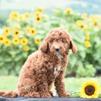 Linnie, a male Poodle - Miniature  for sale in Danville, PA – 7 of 10