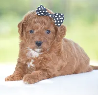 Raine, a female Poodle - Miniature  for sale in Danville, PA – 1 of 5