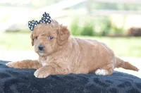 Louie, a male Poodle - Miniature  for sale in Danville, PA – 3 of 3