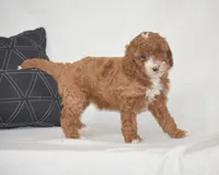 Erika, a female Poodle - Miniature  for sale in Danville, PA – 5 of 5