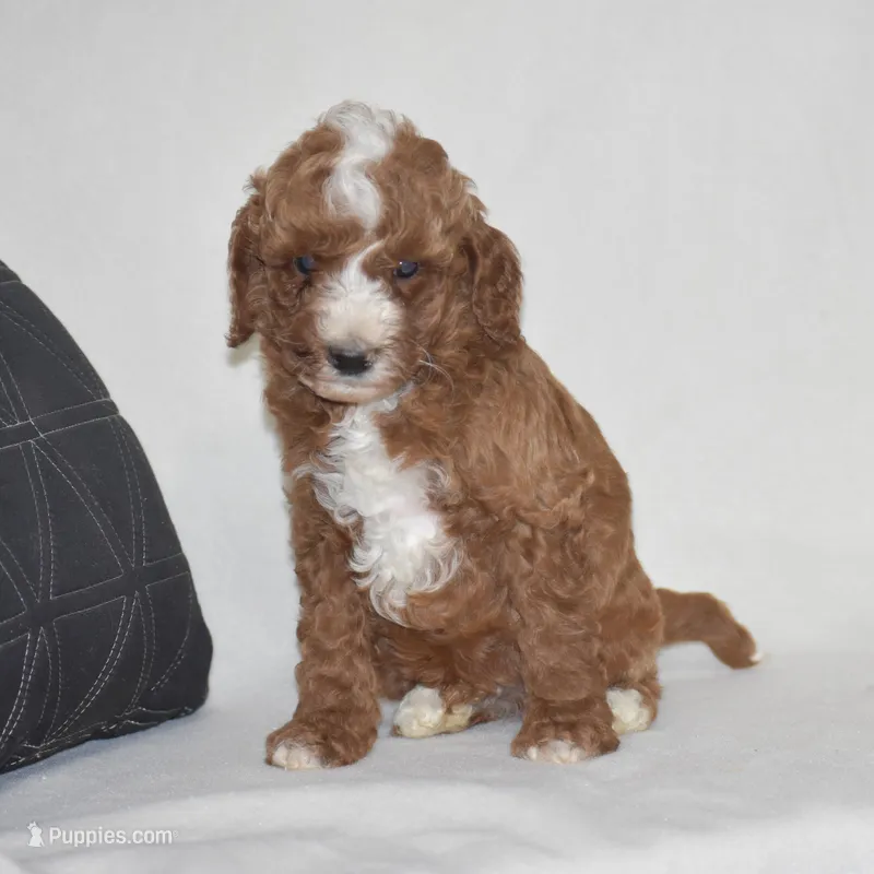 Elliot – Poodle - Miniature  puppy for sale in Danville, PA