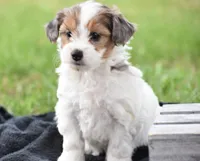 Violet, a female Yorkshire Terrier and Poodle - Miniature  for sale in Danville, PA – Photo 5 of 6