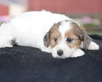 Violet, a female Yorkshire Terrier and Poodle - Miniature  for sale in Danville, PA – Photo 6 of 6