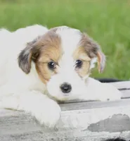Violet, a female Yorkshire Terrier and Poodle - Miniature  for sale in Danville, PA – Photo 2 of 6