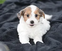 Violet, a female Yorkshire Terrier and Poodle - Miniature  for sale in Danville, PA – Photo 4 of 6