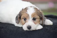 Violet, a female Yorkshire Terrier and Poodle - Miniature  for sale in Danville, PA – Photo 3 of 6
