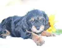Adora, a female Yorkipoo for sale in Danville, PA – 5 of 5