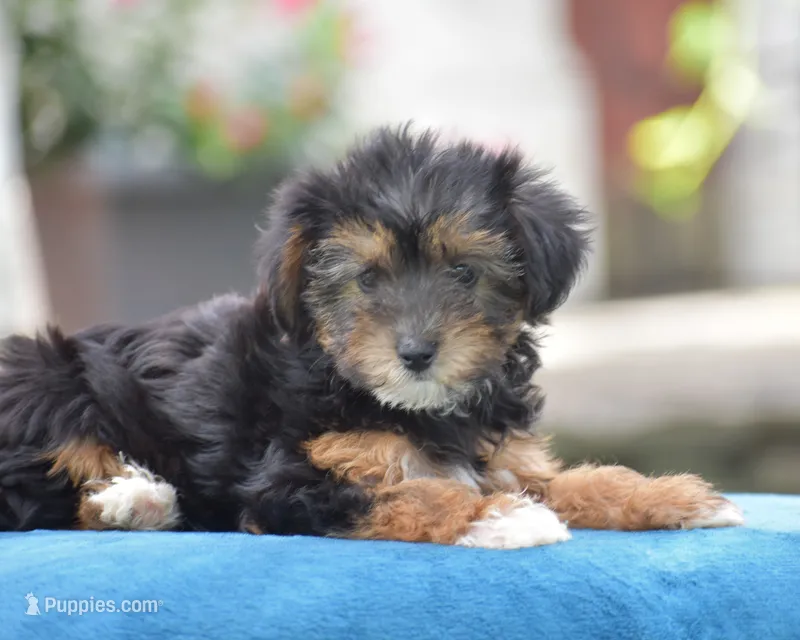 Angie – Yorkipoo puppy for sale in Danville, PA