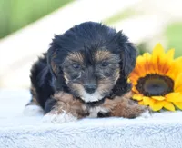Angie, a female Yorkipoo for sale in Danville, PA – 1 of 5