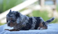 Arik, a male Yorkipoo for sale in Danville, PA – 6 of 6