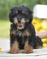 Adora, a female Yorkipoo for sale in Danville, PA – 2 of 9